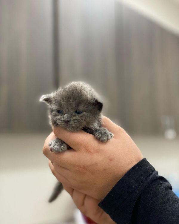 Baby kitten